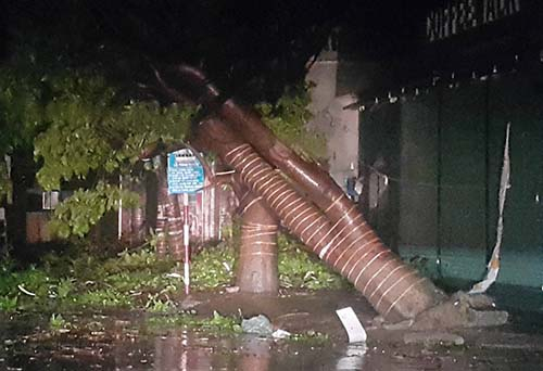 Một gốc c&acirc;y ng&ocirc; đồng đường k&iacute;nh lớn bị gi&oacute; x&ocirc; đổ tr&ecirc;n đường th&agrave;nh phố Vinh. Ảnh:&nbsp;B&ugrave;i Hậu.