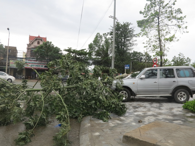Một c&acirc;y xanh bị đổ gục đ&egrave; l&ecirc;n chiếc &ocirc; t&ocirc; đang đỗ tr&ecirc;n vỉa h&egrave;.