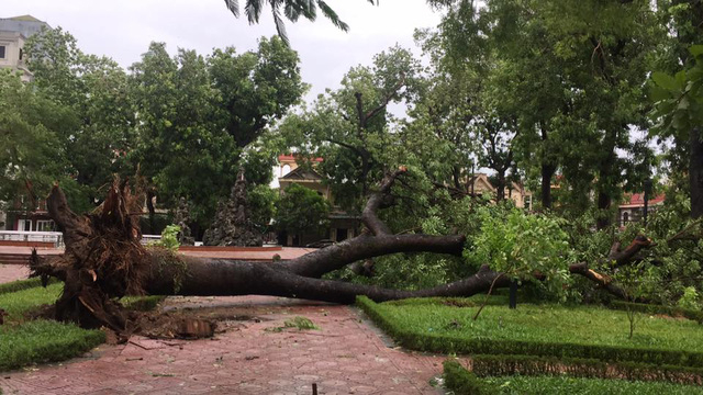 B&atilde;o qu&eacute;t qua, c&acirc;y đổ ngổn ngang, nhiều đường bị ngập