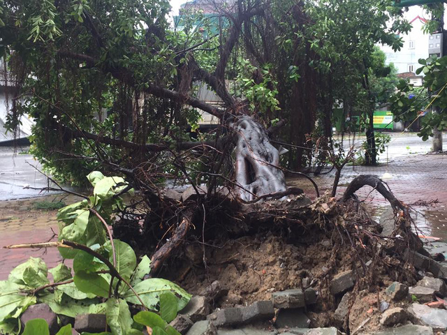 Nhiều c&acirc;y to bật gốc.