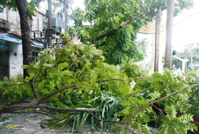 Nhiều c&acirc;y cối đổ ngổn ngang tr&ecirc;n đại lộ L&ecirc; Lợi