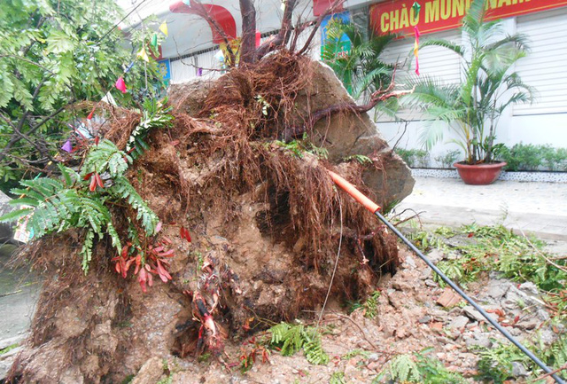 Một c&acirc;y to bật gốc.