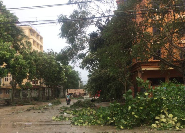 Thanh H&oacute;a d&ugrave; kh&ocirc;ng nằm trong v&ugrave;ng t&acirc;m b&atilde;o vẫn ngổn ngang c&acirc;y g&atilde;y đổ.
