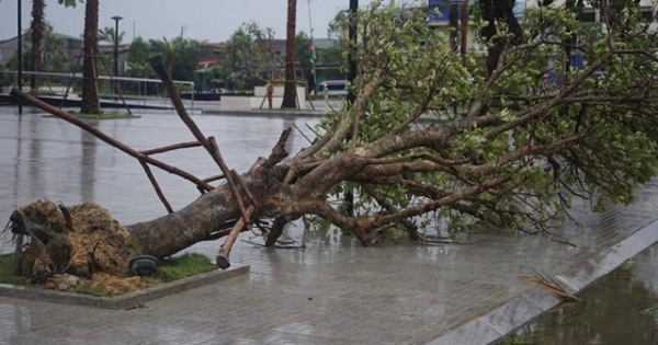 Bão quét qua, cây đổ ngổn ngang, nhiều đường bị ngập