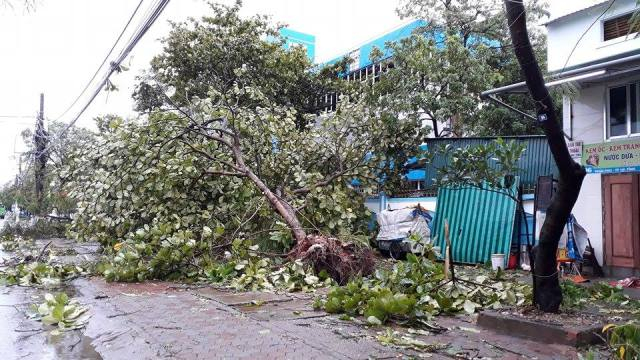 C&acirc;y đổ ngổn ngang tr&ecirc;n c&aacute;c tuyến đường ở Tp Vinh (Nghệ An). Ảnh D&acirc;n Việt