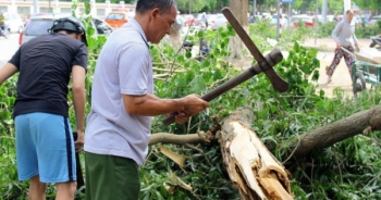 Sau bão, người dân thành Vinh ra đường "vớt củi"