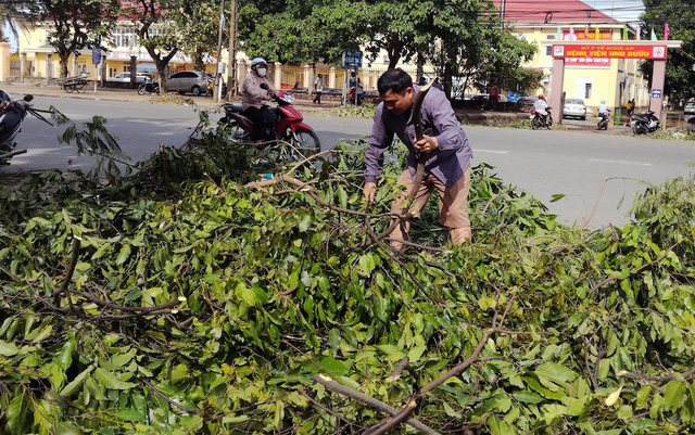 Chặt những c&agrave;nh c&oacute; thể lấy được để l&agrave;m củi mang về phơi kh&ocirc;.