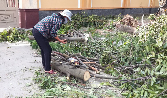 Những c&agrave;nh c&acirc;y lớn được cưa th&agrave;nh kh&uacute;c ngắn từ 50cm-1m để vừa về l&agrave;m củi, vừa đem b&aacute;n.