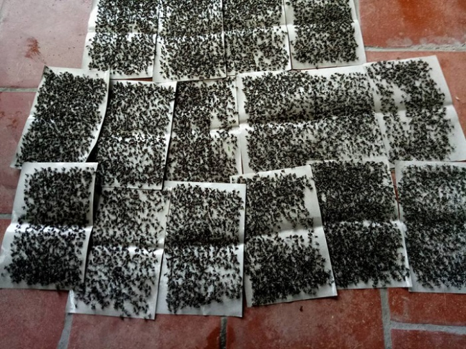 Người d&acirc;n k&ecirc;u trời v&igrave; ruồi tại b&atilde;i r&aacute;c Nam Sơn