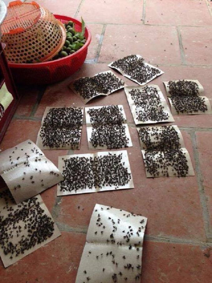 Những chiếc bẫy ruồi gần như