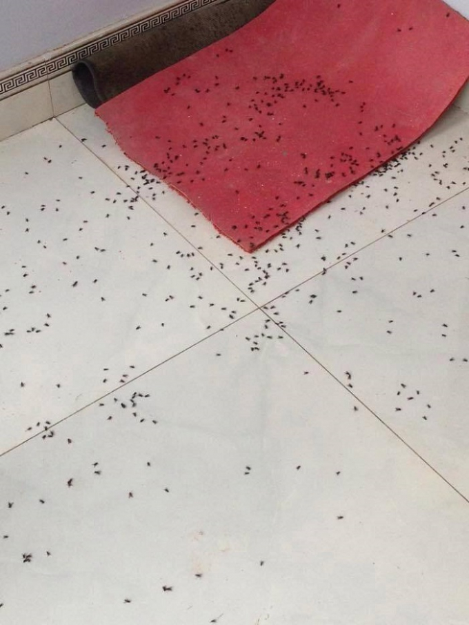 Ruồi chất rơi đầy cả ra s&acirc;n, nền nh&agrave;.