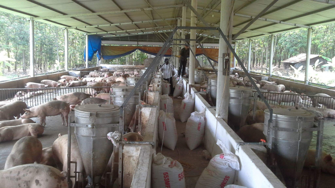 Thị trường thịt heo tăng đột biến v&agrave; thất thường, c&aacute;c chuy&ecirc;n gia kinh tế n&ocirc;ng nghiệp th&ecirc;m một lần nữa lo lắng về thị trường &ldquo;ảo&rdquo;.