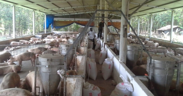 Heo hơi tăng giá: Cần tỉnh táo với thị trường “bất thường”