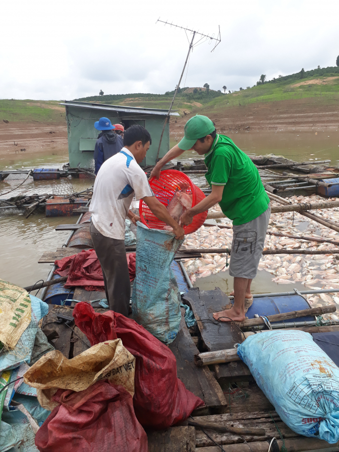 Người d&acirc;n vớt c&aacute; chết đem đi ch&ocirc;n lấp để tr&aacute;nh t&igrave;nh trạng &ocirc; nhiễm nguồn nước trong hồ.