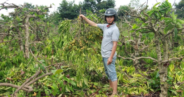 Cư M’gar- Đắk Lắk: Đau xót một gia đình bị chặt phá 445 cây cà phê