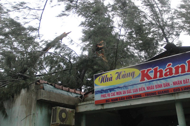 D&ugrave; gi&oacute; chỉ khoảng cấp 8, cấp 9 nhưng c&acirc;y lớn cũng bị g&atilde;y.