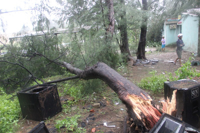 C&acirc;y phi lao h&agrave;ng chục năm tuổi bị gi&oacute; quật ng&atilde;.