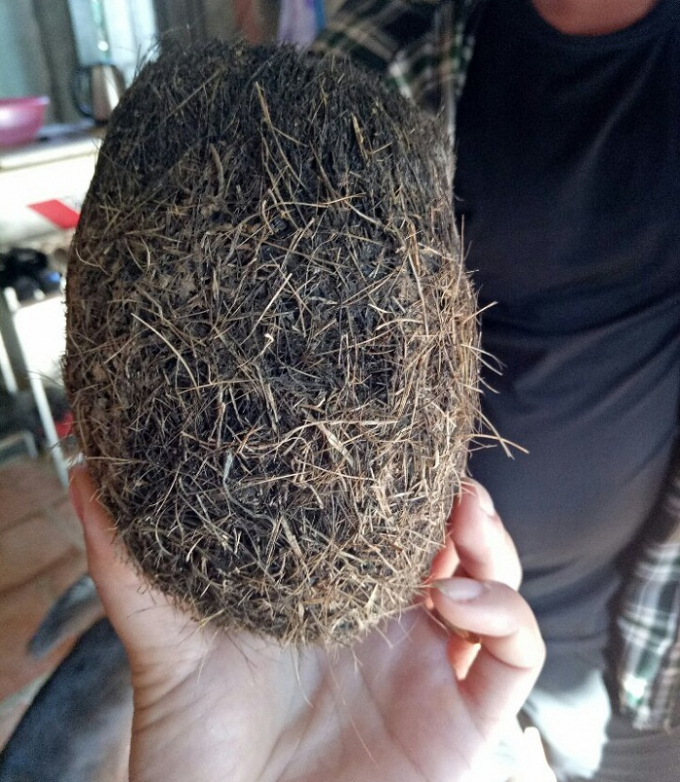 C&aacute;t lợn được anh Th&agrave;nh ph&aacute;t hiện trong dạ d&agrave;y một con lợn.