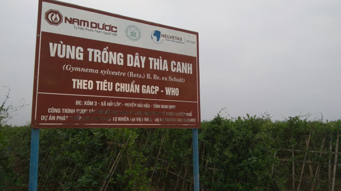 V&ugrave;ng trồng D&acirc;y th&igrave;a canh theo ti&ecirc;u chuẩn GACP-WHO của c&ocirc;ng ty Nam Dược tại Nam Định
