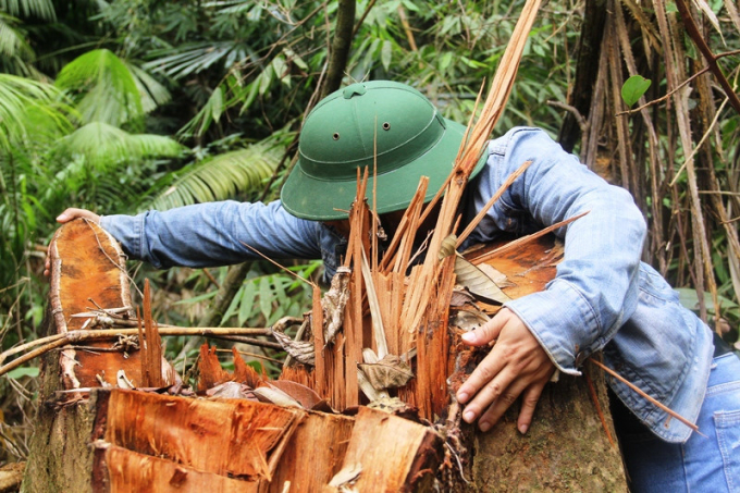 Ảnh minh họa. T&aacute;c giả Mạnh Cường