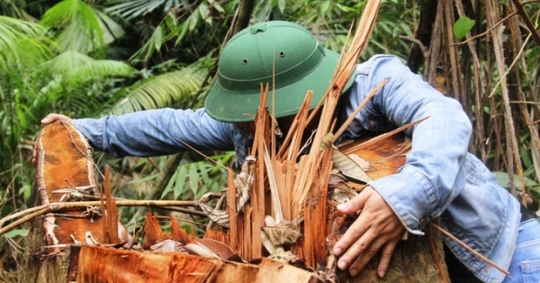 Hạt trưởng Hạt Kiểm lâm thị xã Ba Đồn bị khiển trách vì để lâm tặc lộng hành!