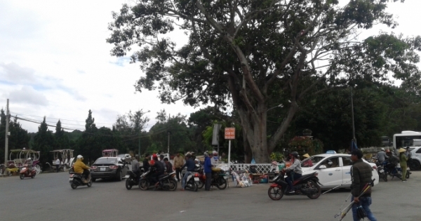 Lâm Đồng: 7 cơ sở kinh doanh dùng “cò đặc sản” bị điểm mặt