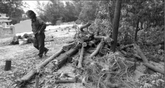 &Ocirc;ng X&igrave;n b&ecirc;n những c&acirc;y tr&agrave;m đ&atilde; bị vị Việt kiều chặt.