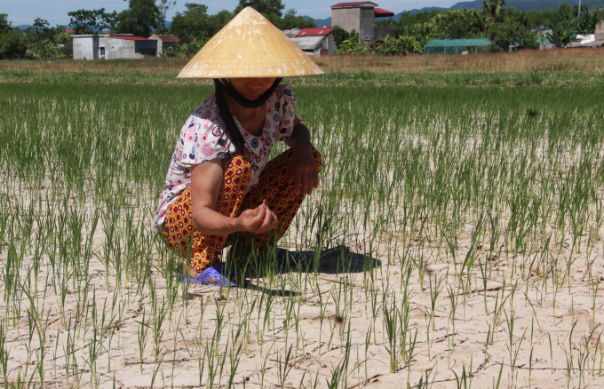 H&agrave;ng ng&agrave;n ha l&uacute;a h&egrave; thu chờ