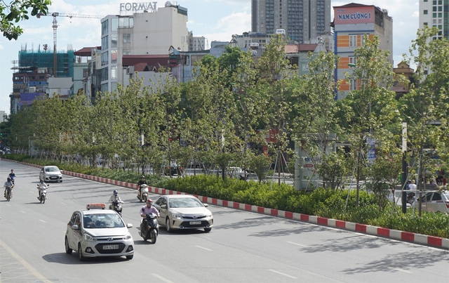 H&agrave;ng c&acirc;y phong l&aacute; đỏ sống tươi tốt giữa c&aacute;i nắng n&oacute;ng như