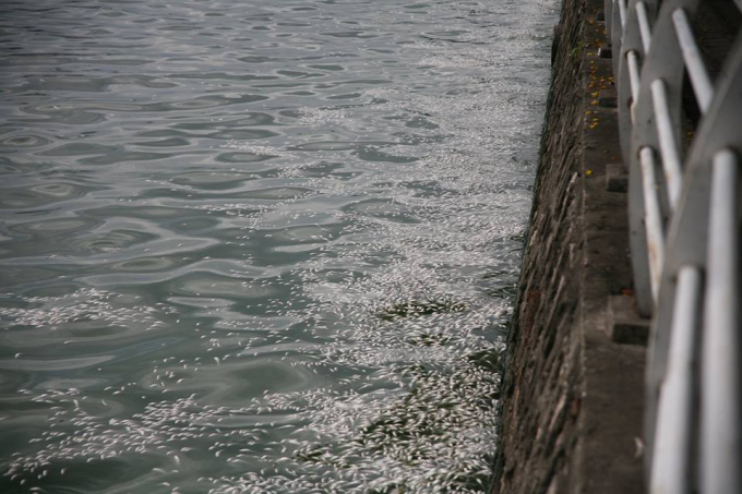 C&aacute; chết nổi tr&ocirc;i dạt v&agrave;o bờ bốc m&ugrave;i h&ocirc;i th&ocirc;i rất kho chịu.