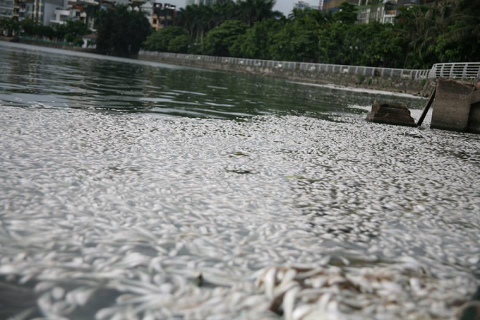 Đoạn qua vườn hoa Lạc Long Qu&acirc;n, nơi c&oacute; lượng c&aacute; chết nhiều nhất.