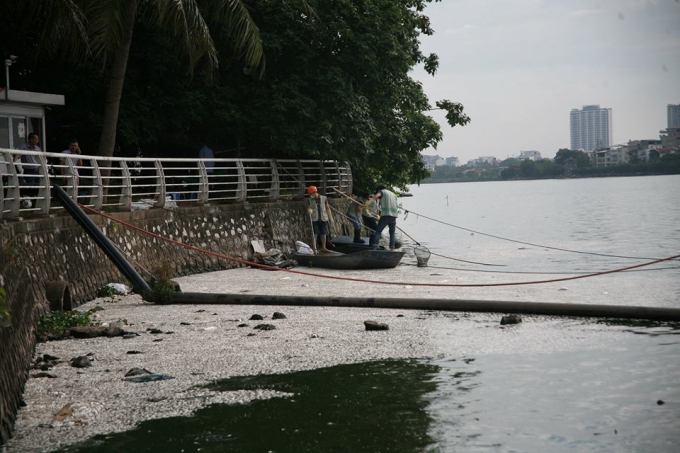 Ngay sau khi c&oacute; hiện tượng c&aacute; chết h&agrave;ng loạt, C&ocirc;ng ty khai th&aacute;c c&aacute; Hồ T&acirc;y kiểm tra, thu vớt c&aacute; chết v&agrave; dọn dẹp vệ sinh m&ocirc;i trường.
