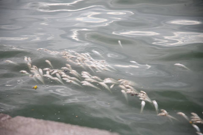 Được biết, to&agrave;n bộ số c&aacute; chết &nbsp;sẽ được cho v&agrave;o bao tải v&agrave; chở đến Trung t&acirc;m xử l&yacute; r&aacute;c thải Nam Sơn ti&ecirc;u hủy. Đ&ograve;ng thời cơ quan chuy&ecirc;n ng&agrave;nh cũng lấy mẫu nước hồ, c&aacute; gửi đi ph&acirc;n t&iacute;ch t&igrave;m nguy&ecirc;n nh&acirc;n.