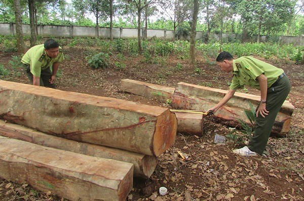 Một vụ ph&aacute; rừng mới được ph&aacute;t hiện tại Đắk Lắk...