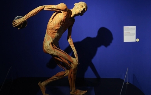 Cục trưởng Mỹ thuật: "Triển lãm cơ thể người chỉ phù hợp ở trường y"