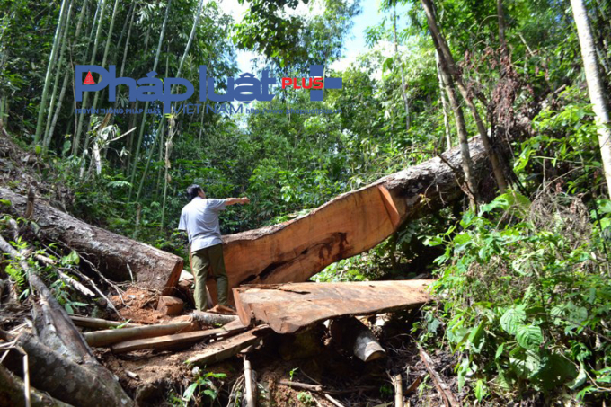 Một c&acirc;y cổ thụ lớn được cho l&agrave; gỗ Xẹt bị chặt đổ nhằm x&oacute;a nh&agrave; tạm cho một hộ ngh&egrave;o.