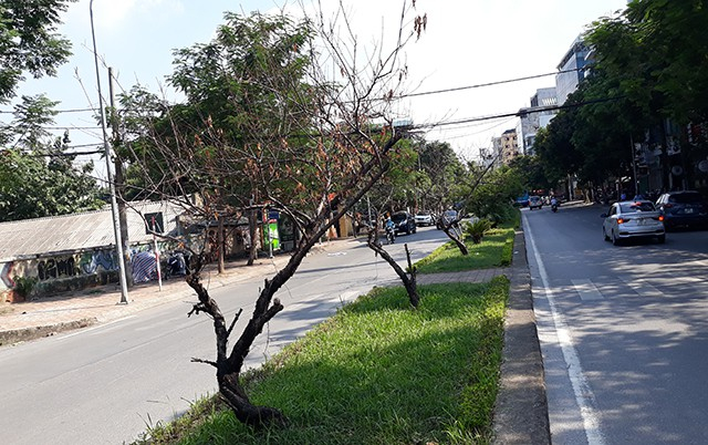 Những c&acirc;y đ&agrave;o như những c&agrave;nh củi kh&ocirc; tr&ecirc;n đường Lạc Long Qu&acirc;n