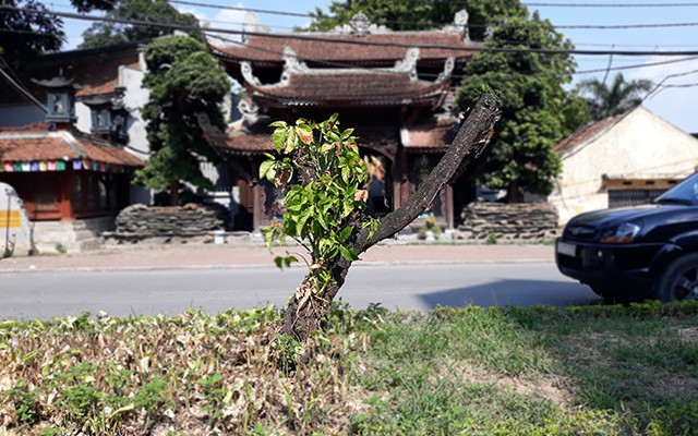 H&agrave; Nội: H&agrave;ng loạt gốc đ&agrave;o cổ chết kh&ocirc; tr&ecirc;n đường Lạc Long Qu&acirc;n