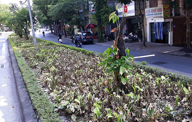 C&acirc;y đ&agrave;o chết kh&ocirc; trở th&agrave;nh cọc cho c&acirc;y kh&aacute;c b&ograve; l&ecirc;n.