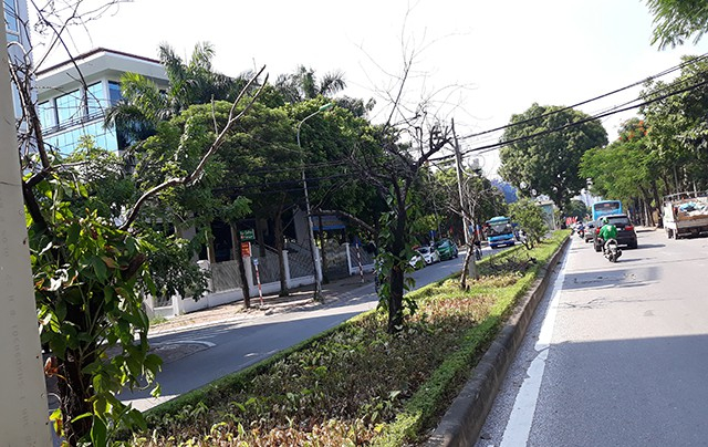 H&agrave; Nội: H&agrave;ng loạt gốc đ&agrave;o cổ chết kh&ocirc; tr&ecirc;n đường Lạc Long Qu&acirc;n