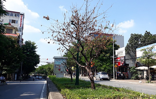 H&agrave;ng đ&agrave;o nở rực rỡ v&agrave;o m&ugrave;a xu&acirc;n bỗng nhi&ecirc;n chết kh&ocirc; khiến nhiều người d&acirc;n tiếc nuối.