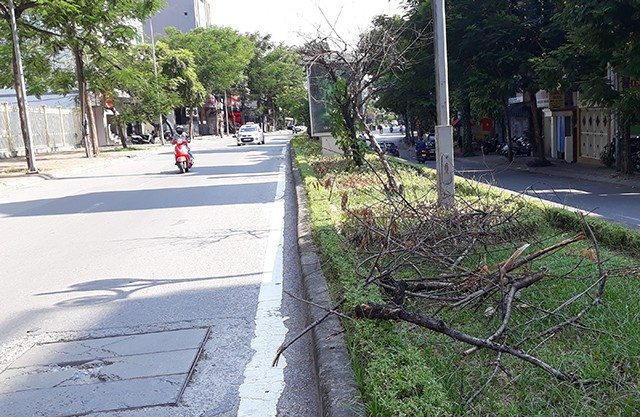 H&agrave; Nội: H&agrave;ng loạt gốc đ&agrave;o cổ chết kh&ocirc; tr&ecirc;n đường Lạc Long Qu&acirc;n