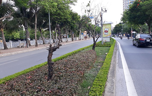 H&agrave;ng loạt c&acirc;y đ&agrave;o đ&atilde; chết kh&ocirc; dọc tuyến đường Lạc Long Qu&acirc;n