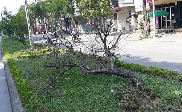 Nhiều c&acirc;y chết đổ rạp xuống dải ph&acirc;n c&aacute;ch.