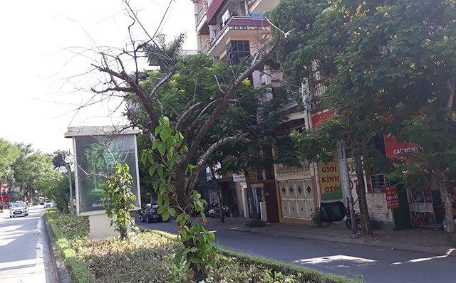 H&agrave; Nội: H&agrave;ng loạt gốc đ&agrave;o cổ chết kh&ocirc; tr&ecirc;n đường Lạc Long Qu&acirc;n