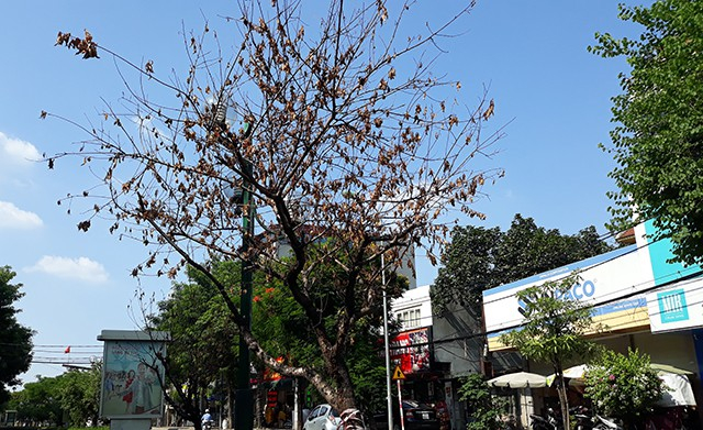 H&agrave; Nội: H&agrave;ng loạt gốc đ&agrave;o cổ chết kh&ocirc; tr&ecirc;n đường Lạc Long Qu&acirc;n