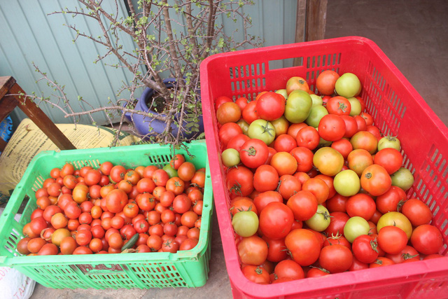 Mặt h&agrave;ng c&agrave; chua chỉ tăng gi&aacute; nhẹ