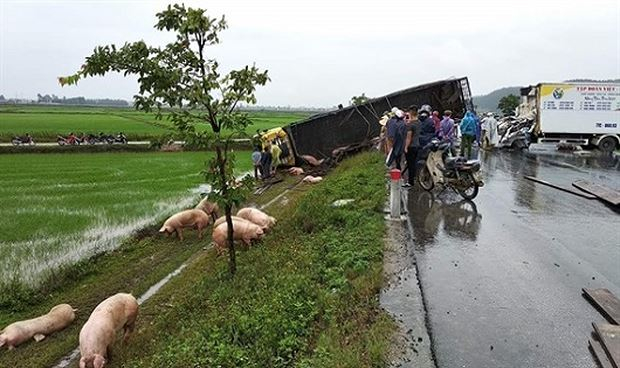 H&agrave;ng chục con lợn văng ra đường sau vụ tai nạn. Ảnh CTV.