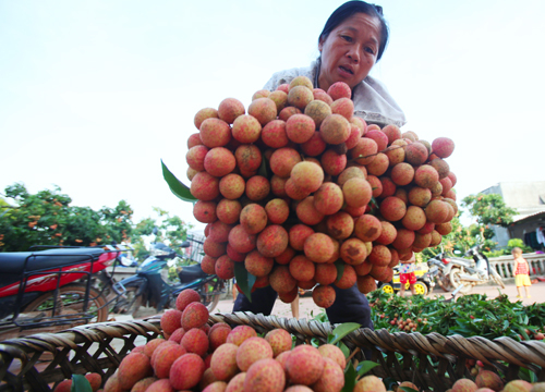 B&agrave; Bảy (x&atilde; Gi&aacute;p Sơn, huyện&nbsp;Lục Ngạn, Bắc Giang) b&oacute; từng b&oacute; vải cho v&agrave;o th&ugrave;ng,&nbsp;chuẩn bị chất l&ecirc;n xe chở đem b&aacute;n tại c&aacute;c điểm c&acirc;n trong huyện.&nbsp;Ảnh: Ngọc Th&agrave;nh