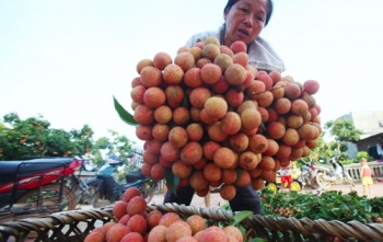 Gần 11.000 tấn vải thiều Bắc Giang xuất ngoại bằng máy bay